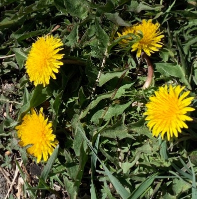 dandelions